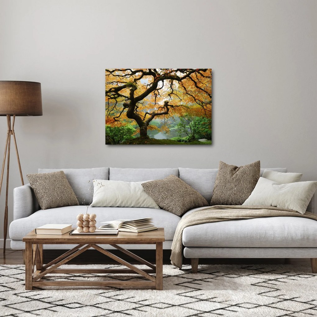 Obraz żółtego klonu japońskiego, Portland, Oregon (70x50 cm)