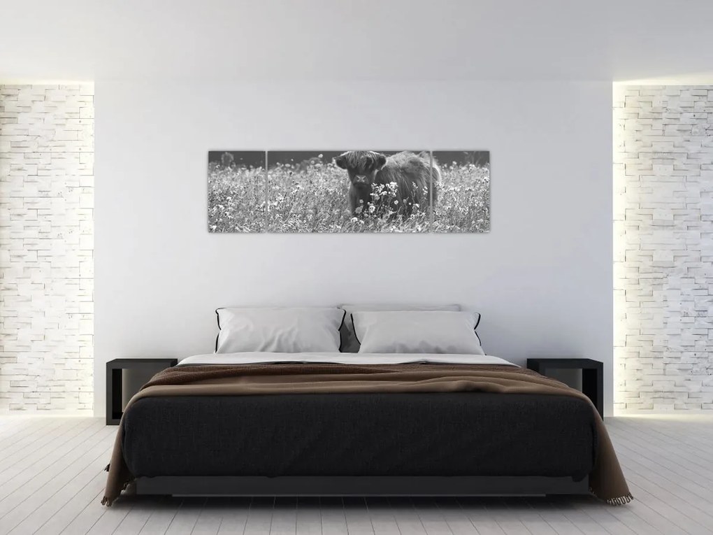 Obraz - Szkocka krowa 5, czarno - biały (170x50 cm)