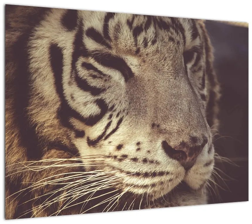 Obraz na szkle tygrysa (70x50 cm)