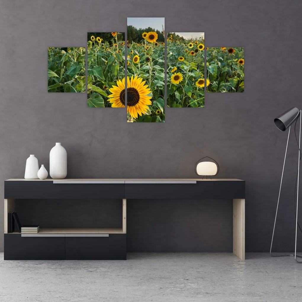 Obraz - Sunflower Field II. (125x70 cm)