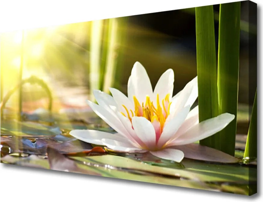 Fotoobraz na płótnie Pływająca Lilia Wodna