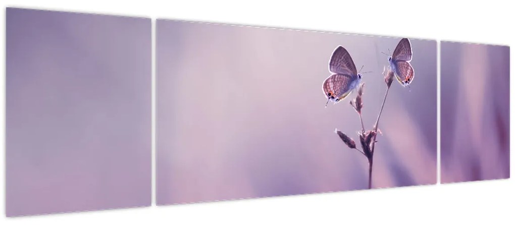 Obraz - Fioletowe motyle (170x50 cm)