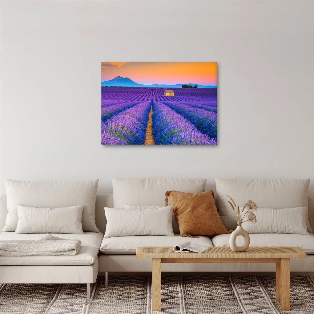 Obraz - Lewndowe pole (70x50 cm)