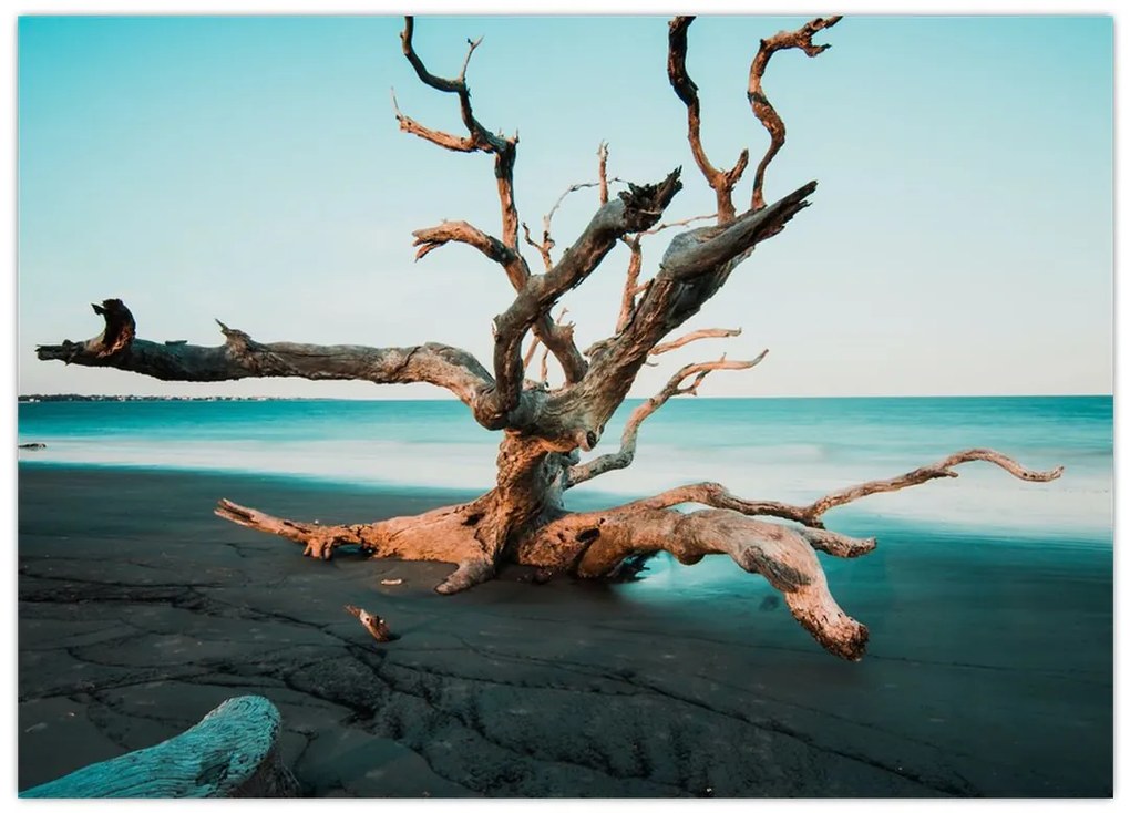 Obraz na szkle -  Wyłowiono na plaży (70x50 cm)
