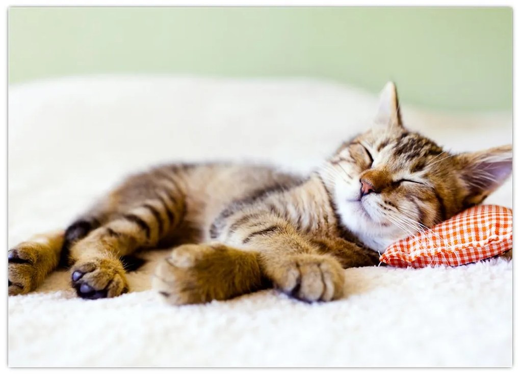 Obraz na szkle - Śpiący kotek (70x50 cm)