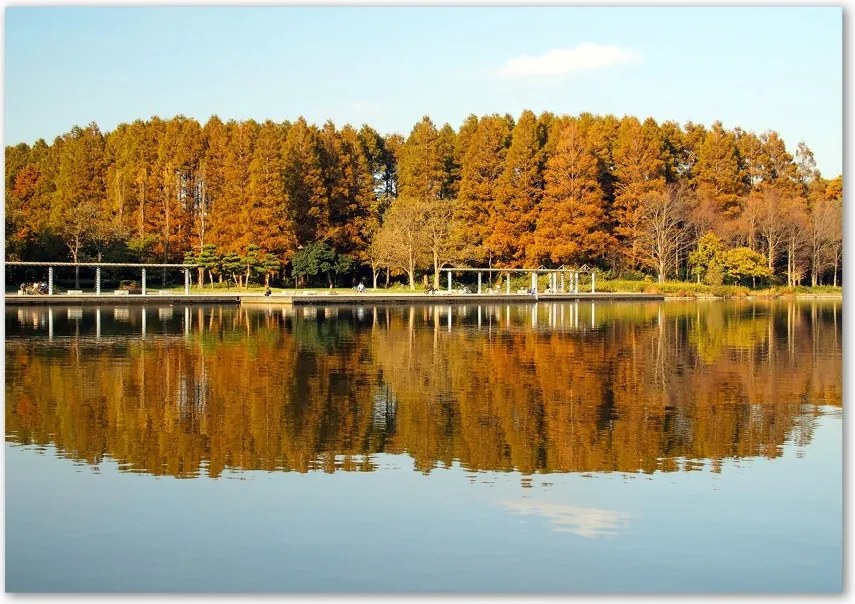 Foto obraz szklany Las nad jeziorem