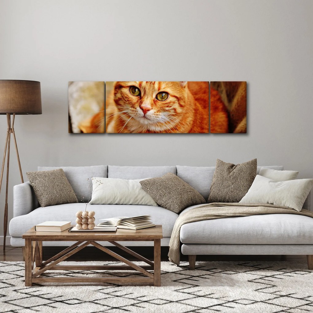 Obraz leżącego kota (170x50 cm)