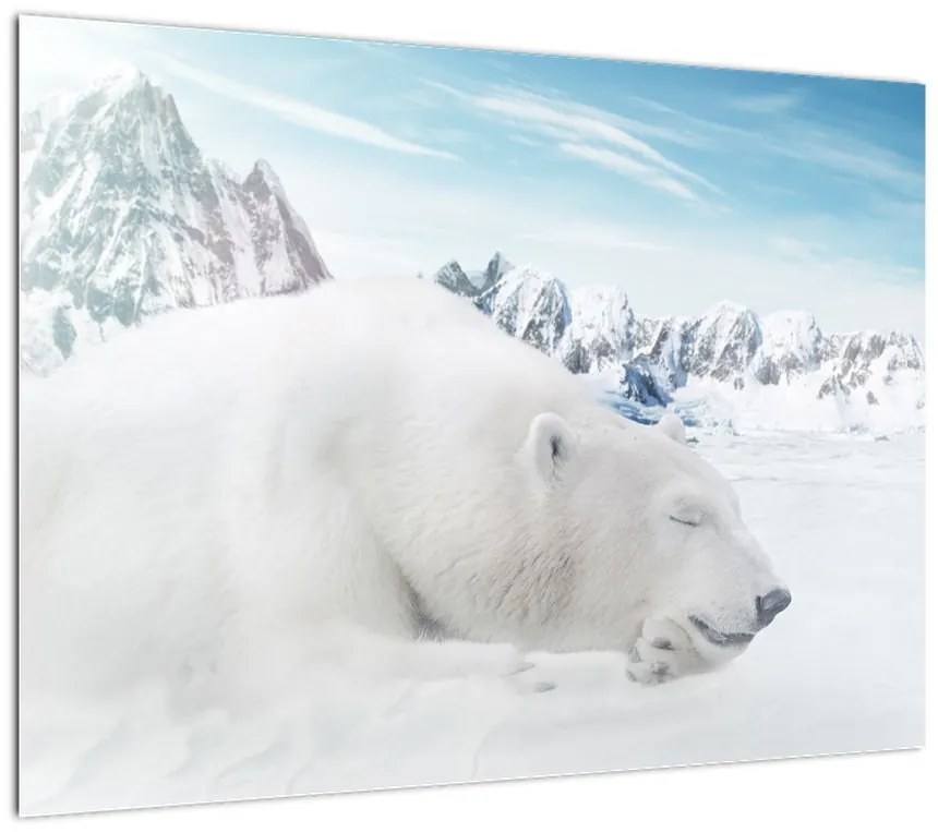 Obraz na szkle - Niedźwiedź polarny (70x50 cm)