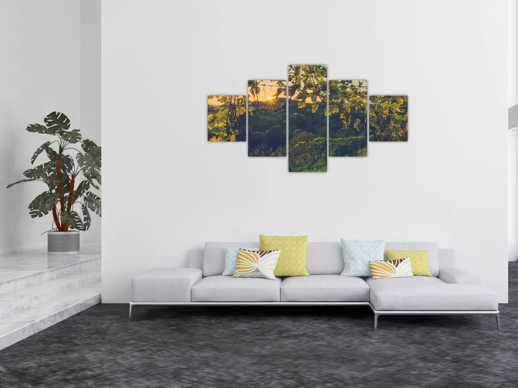 Obraz - Winnica (125x70 cm)