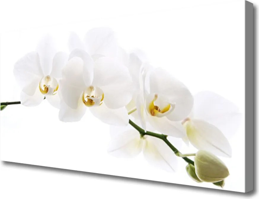 Obraz na płótnie Egzotyczna Elegancja Orchidei