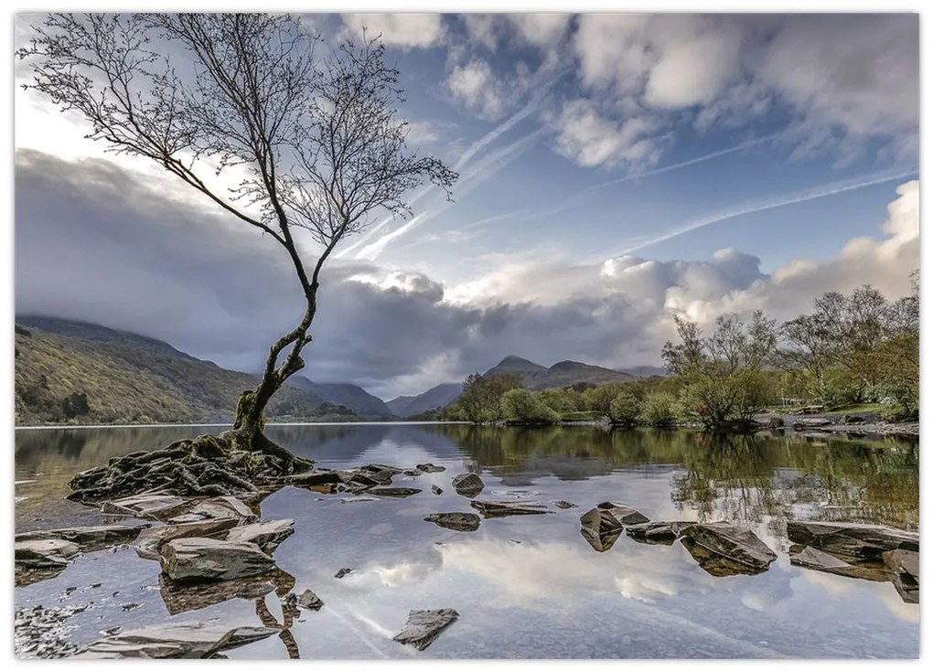 Obraz na szkle - rzeka z drzewem (70x50 cm)