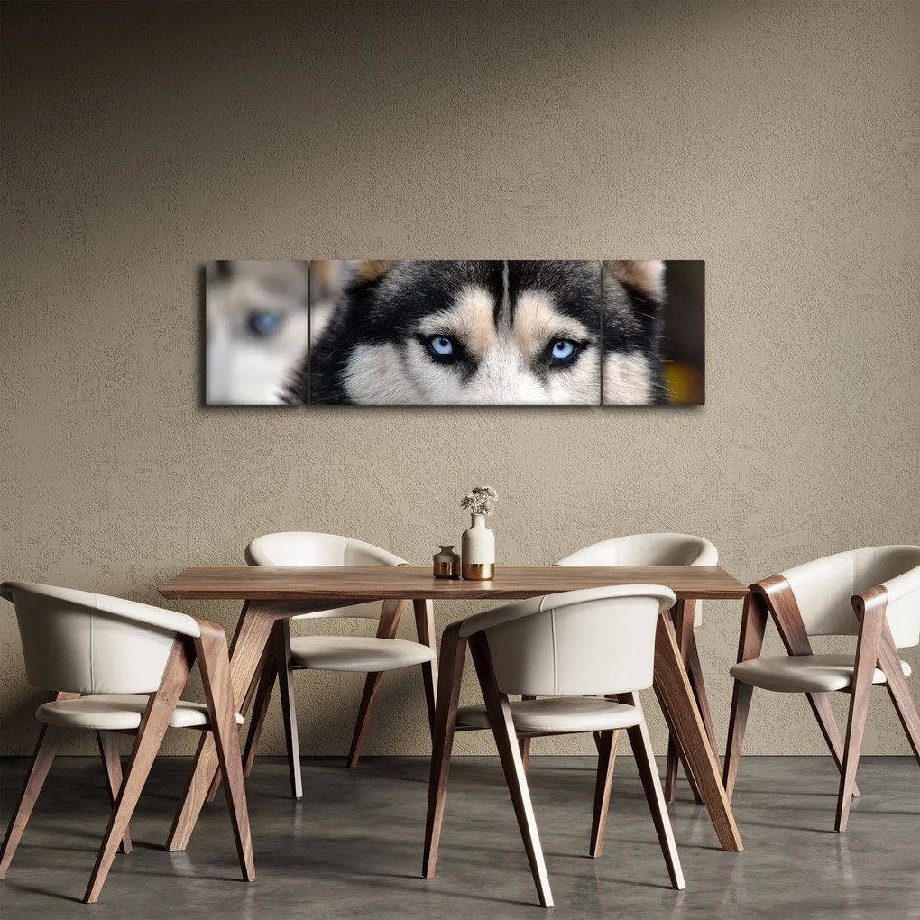Obraz psa husky (170x50 cm)
