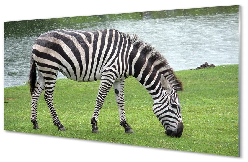 Obraz akrylowy Zebra