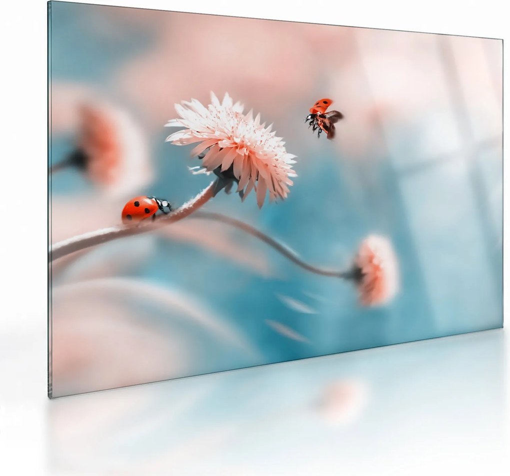 Obraz na szkle - Biedronka na kwiatku (70x50 cm)