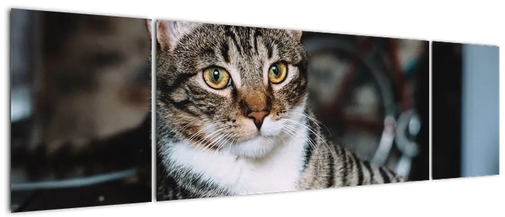 Obraz kota (170x50 cm)