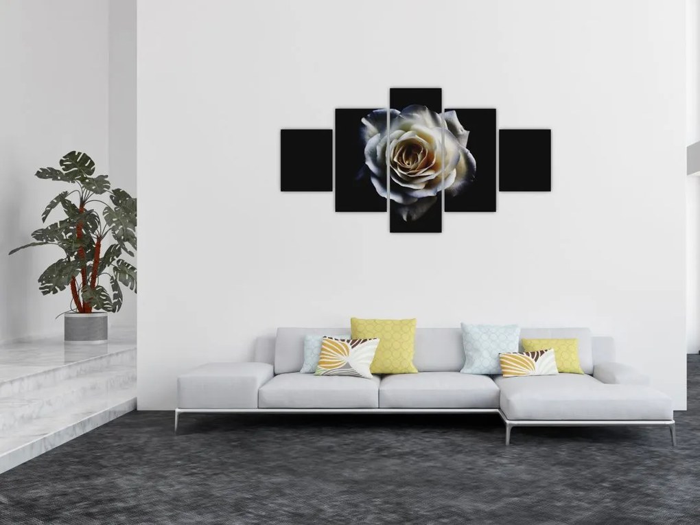 Obraz białej róży (125x70 cm)
