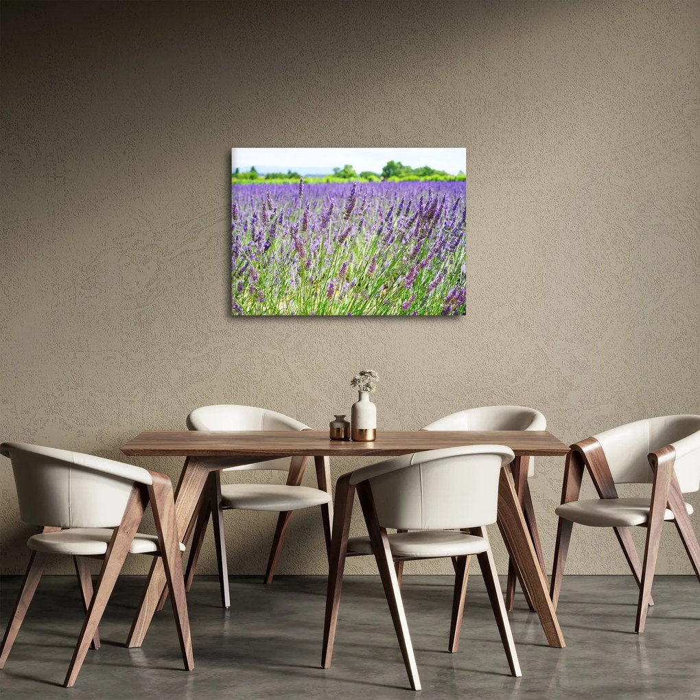 Obraz pola z lawendą (70x50 cm)