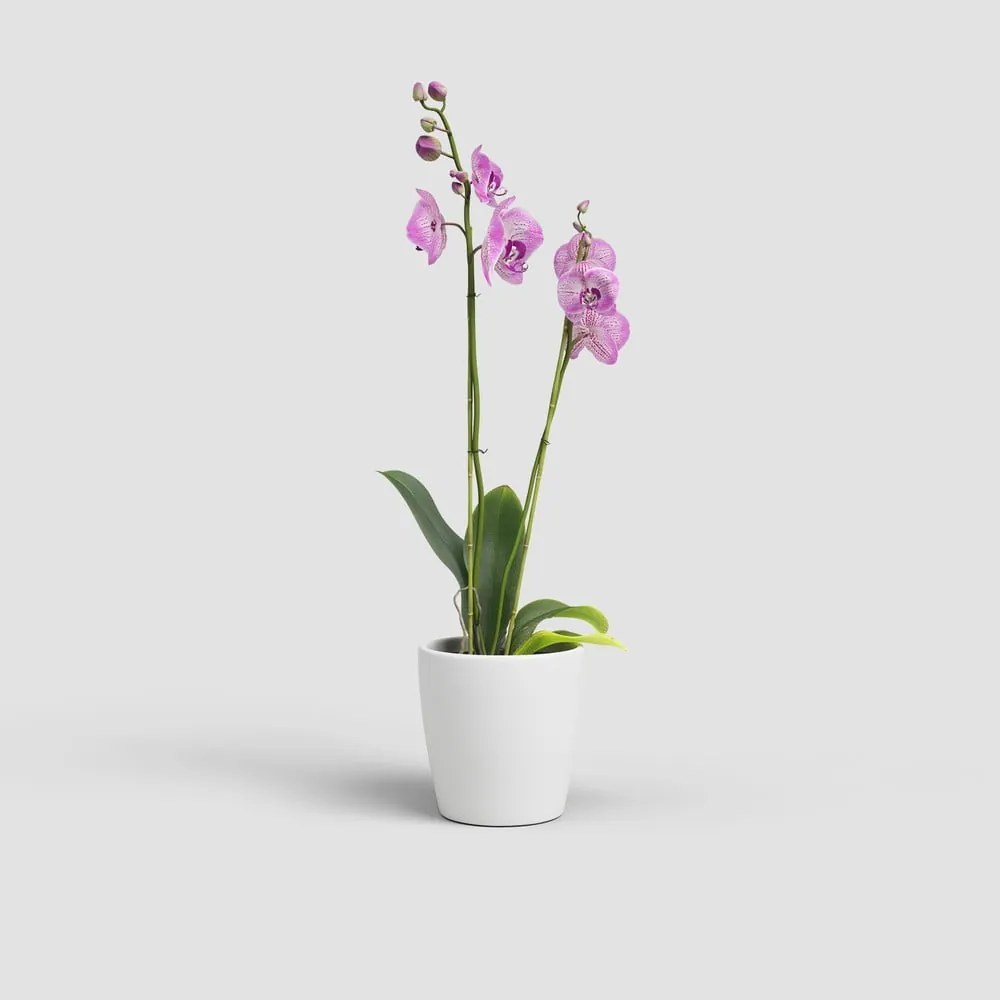 Ceramiczna doniczka ø 14 cm Thalia – Artevasi