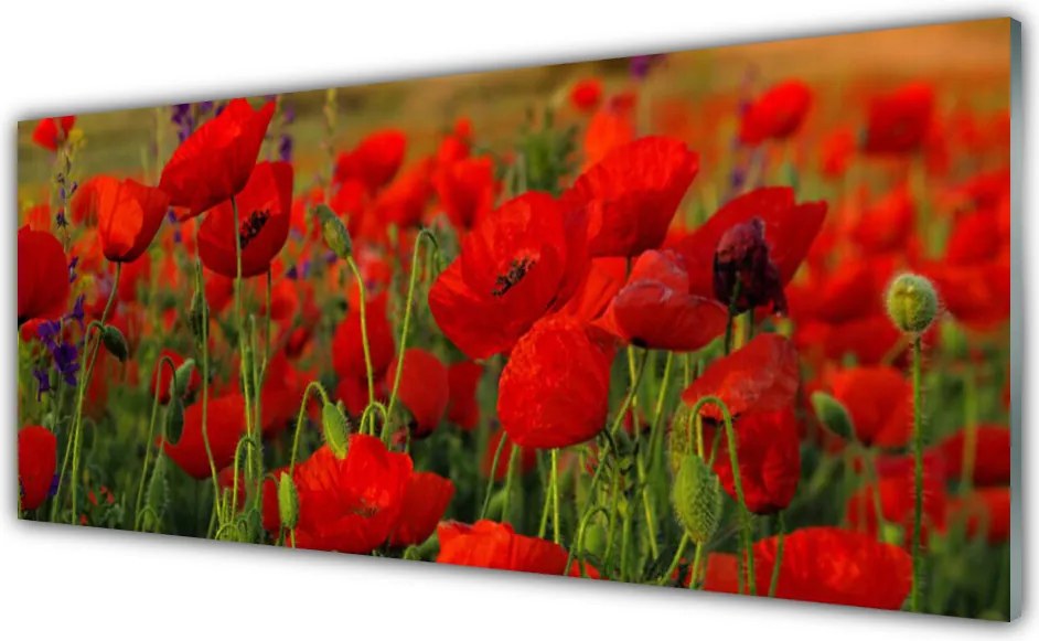 Szkło do Kuchni na Ścianę Maki w Letnim Słońcu