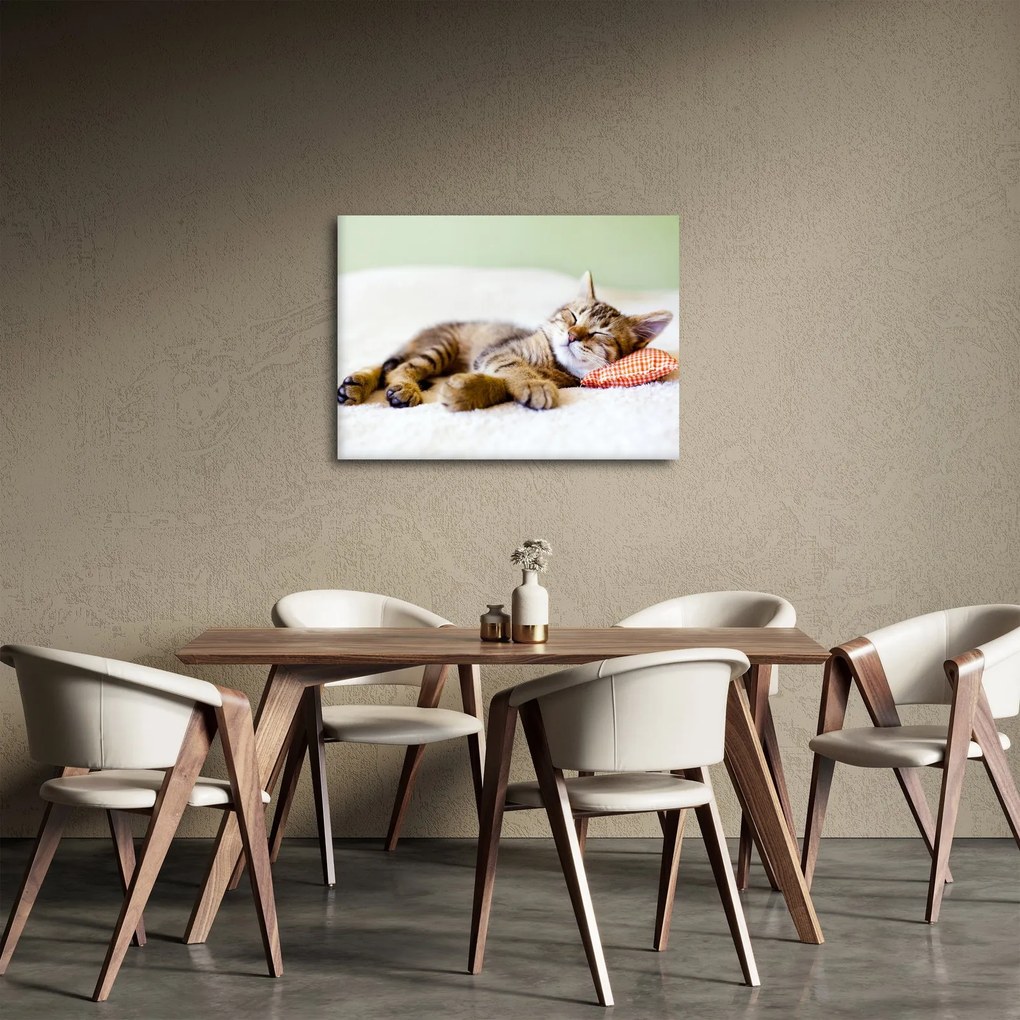 Obraz - Śpiący kotek (70x50 cm)