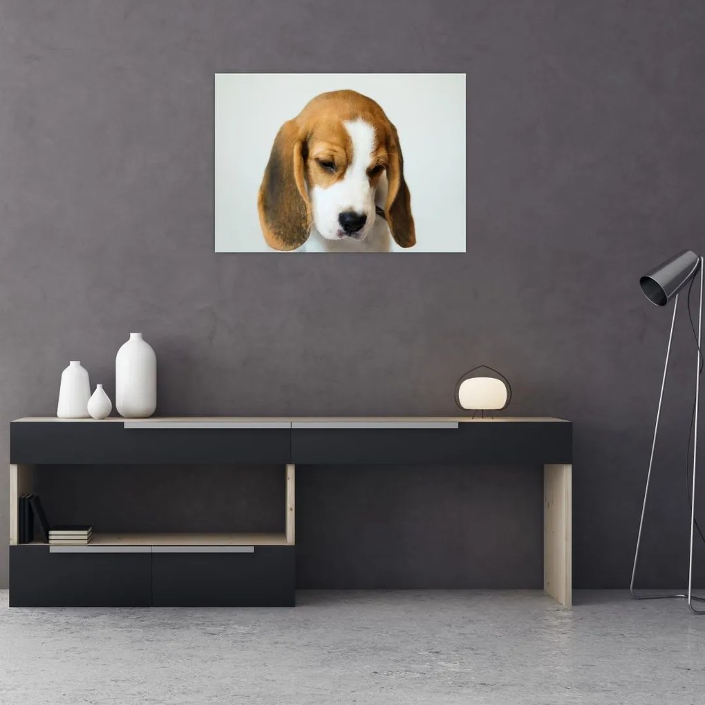 Obraz na szkle Beagle (70x50 cm)