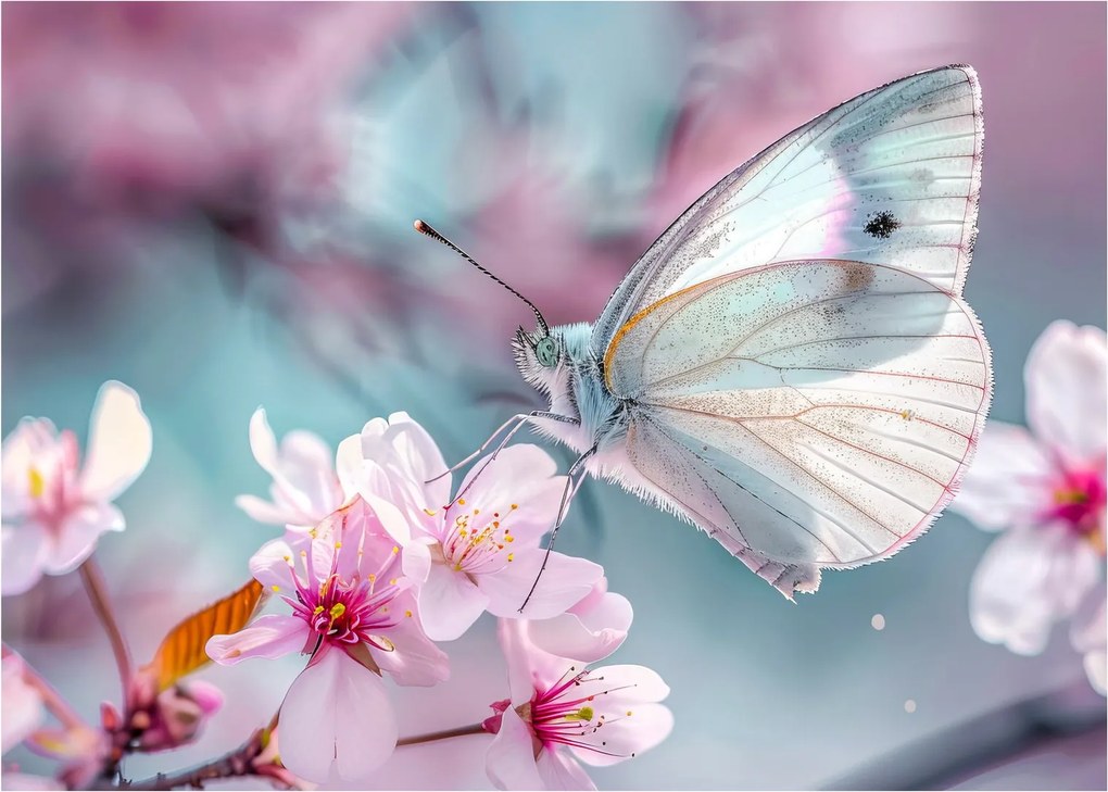 Obraz na szkle - Motyl na drzewie wiśni (70x50 cm)