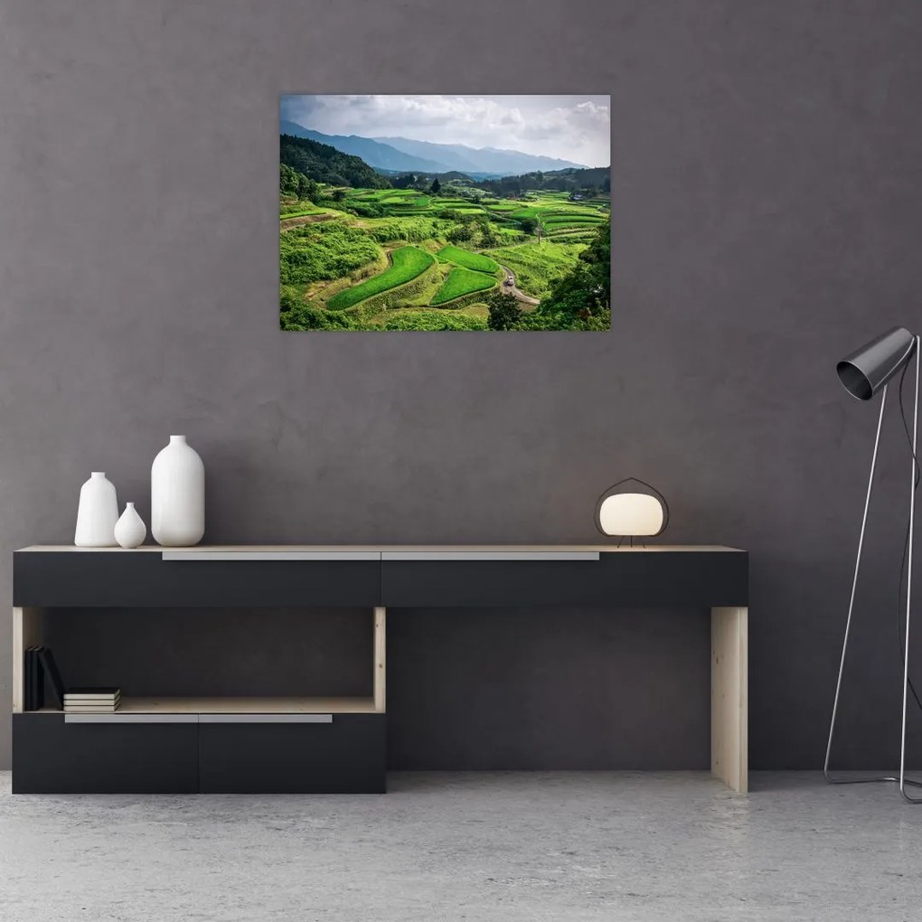 Obraz pól ryżowych (70x50 cm)