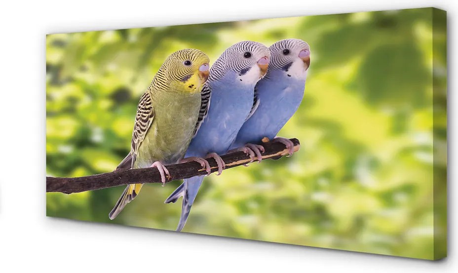 Zdjęcie na płótnie Papugi na Tropikalnej Gałęzi