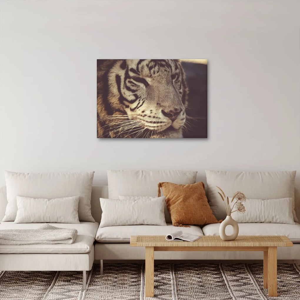 Obraz tygrysa (70x50 cm)