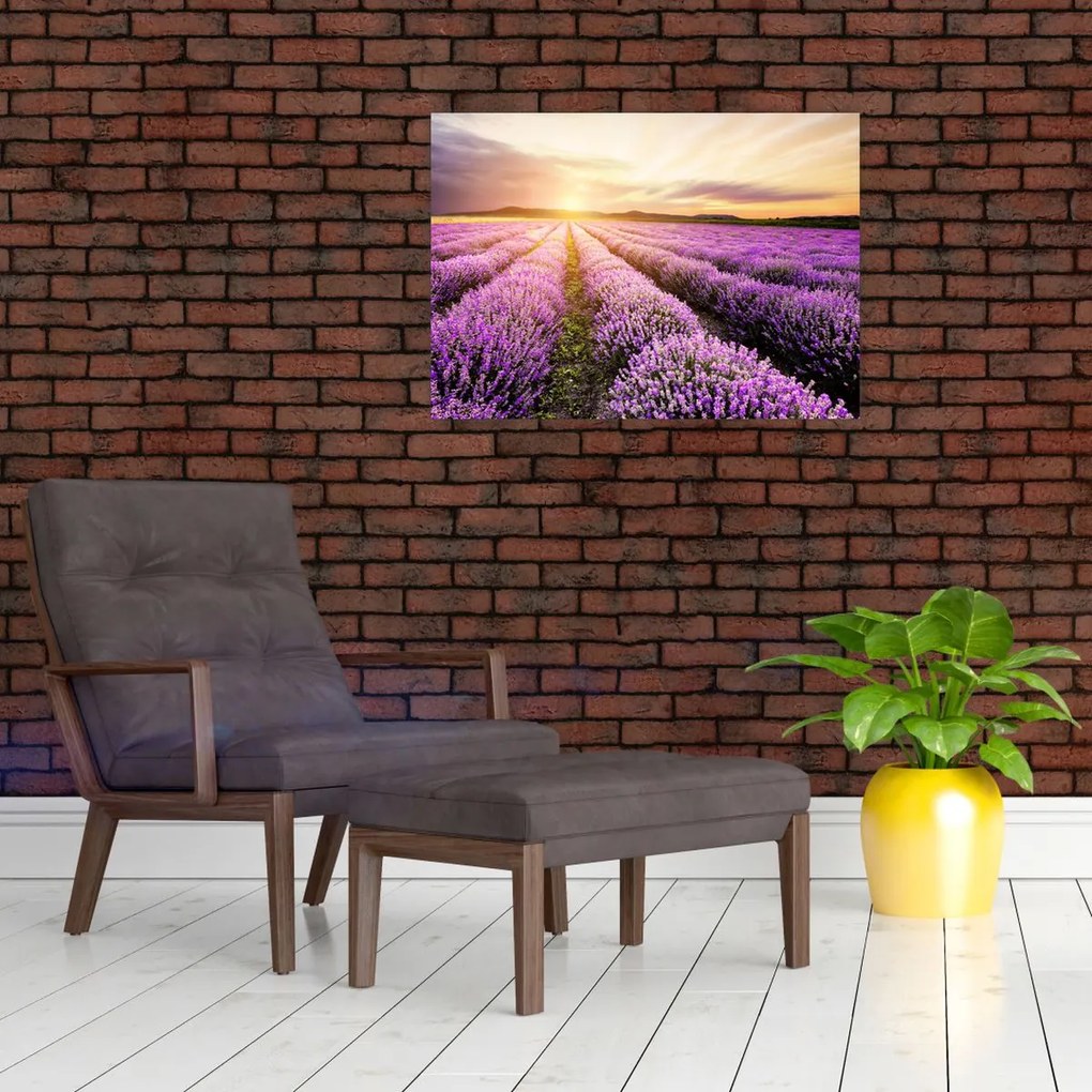 Obraz - Wschód słońca na polu lawendy (70x50 cm)