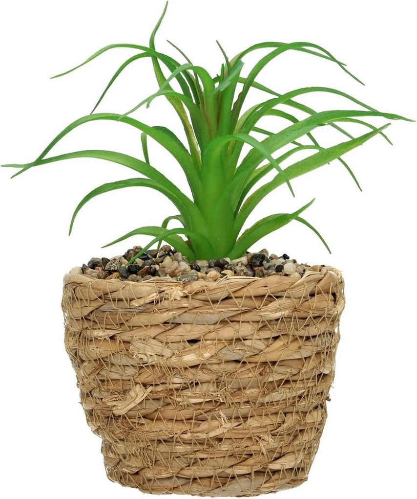 Dekoracja Tree Aloe 20cm