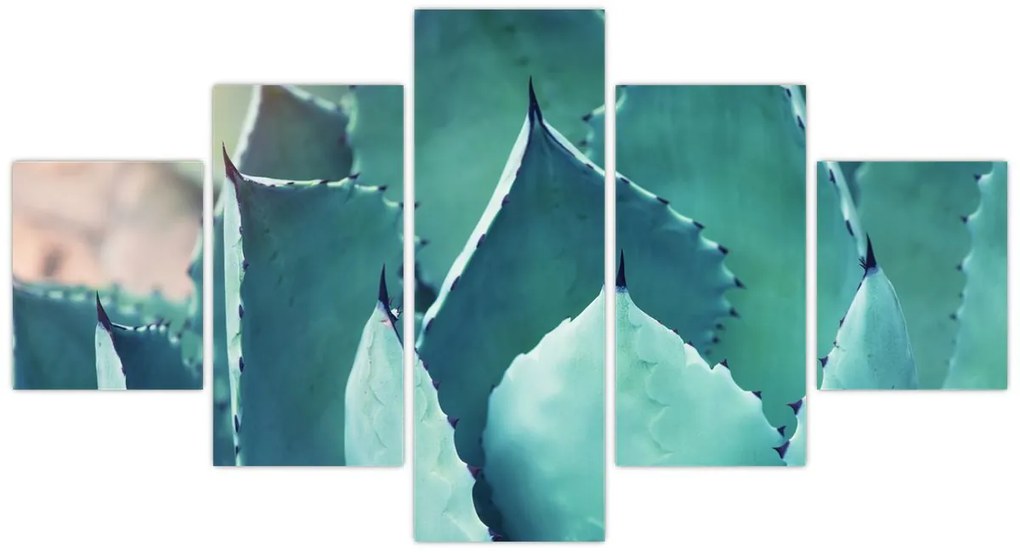 Obraz - Sukulent (125x70 cm)