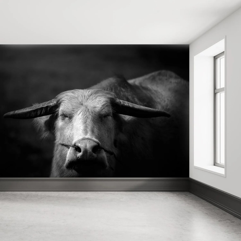 Fototapeta - Krowa (196x136 cm)