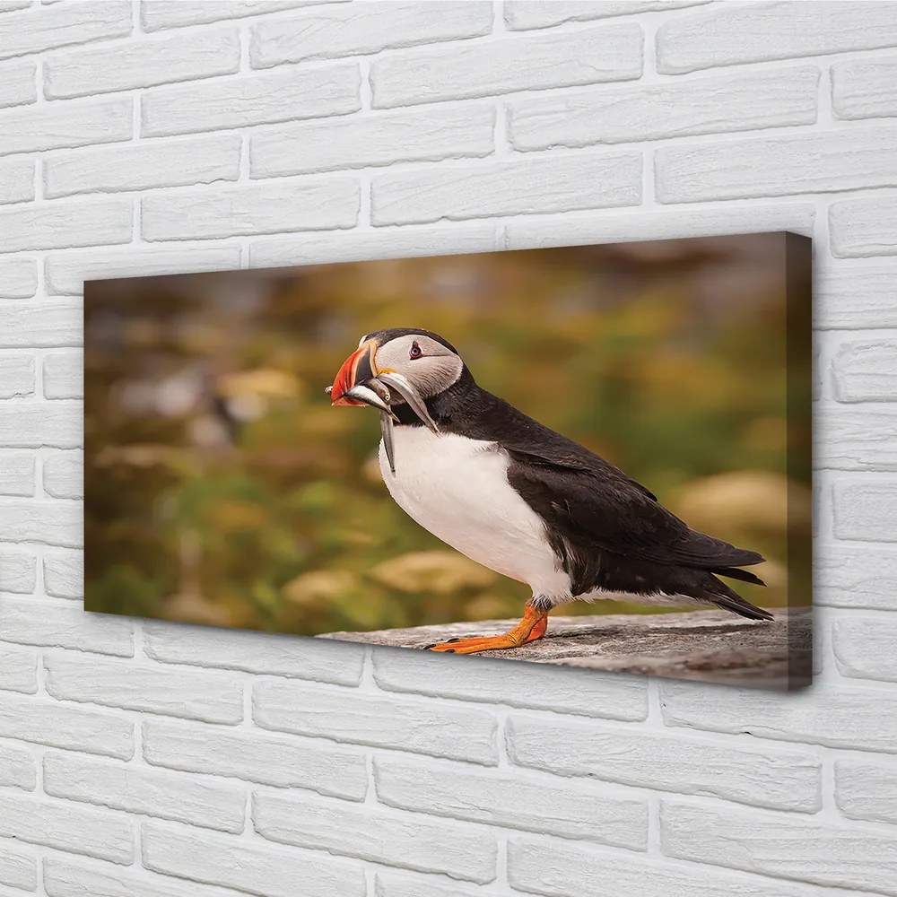 Zdjęcie na płótnie Portret Papugi