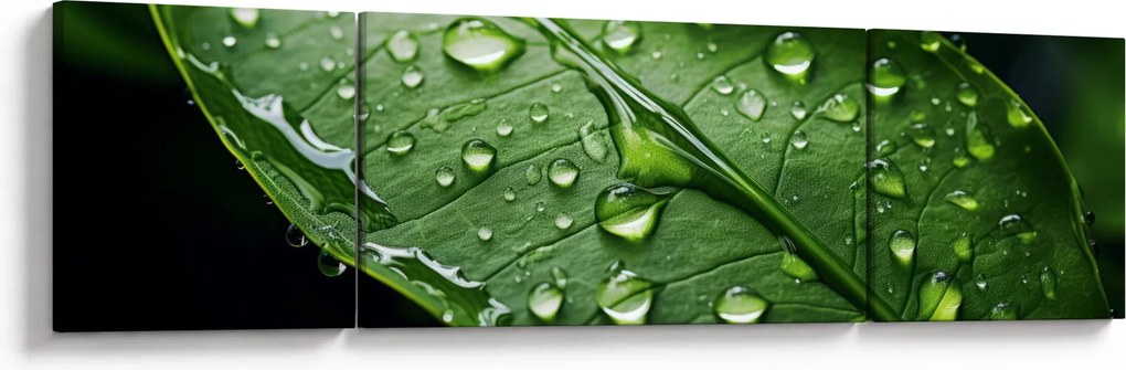 Obraz - Liść po deszczu (170x50 cm)