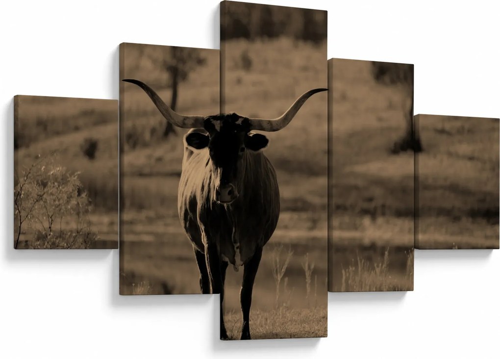 Obraz - Krowa z Teksasu (125x70 cm)