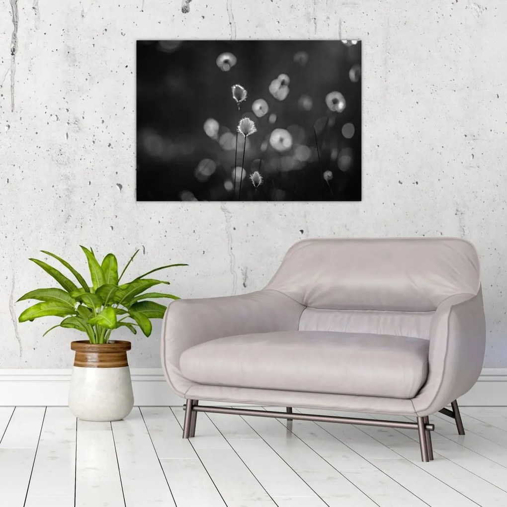 Obraz na szkle - Trawa bawełniana na łące (70x50 cm)