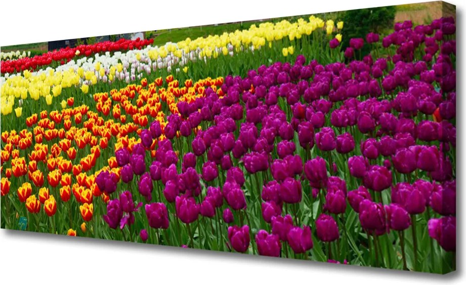 Fotoobraz na płótnie Eleganckie Tulipany Holenderskie