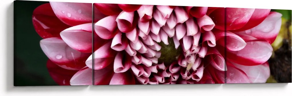 Obraz różowej dalii (170x50 cm)
