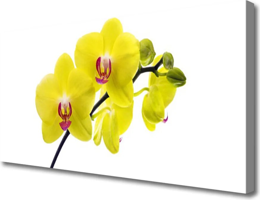 Obraz canvas Wyrafinowana Flora Ogrodowa