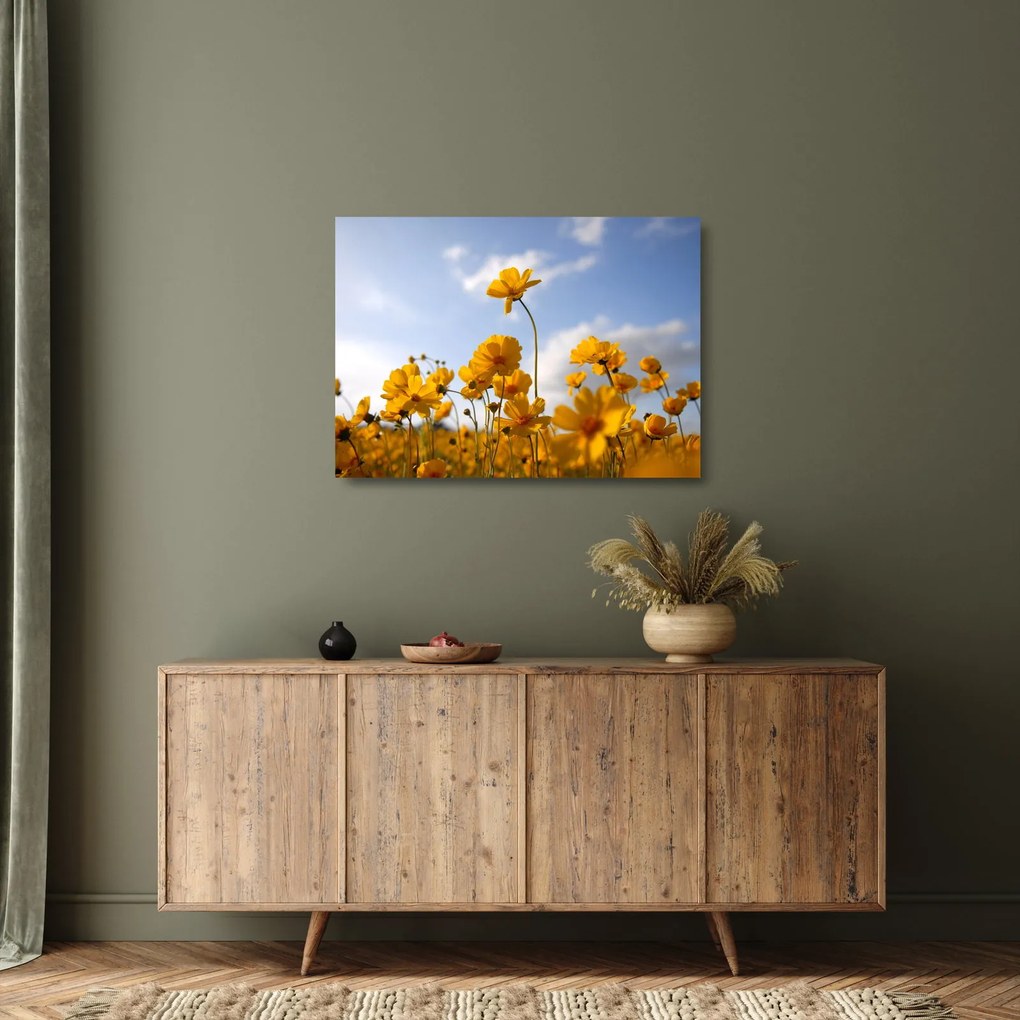 Obraz na szkle pola z jasnożółtymi kwiatami (70x50 cm)