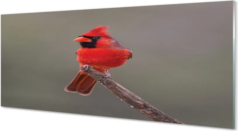 Panel szklany do Kuchni Czerwona Ara w Gęstwinie