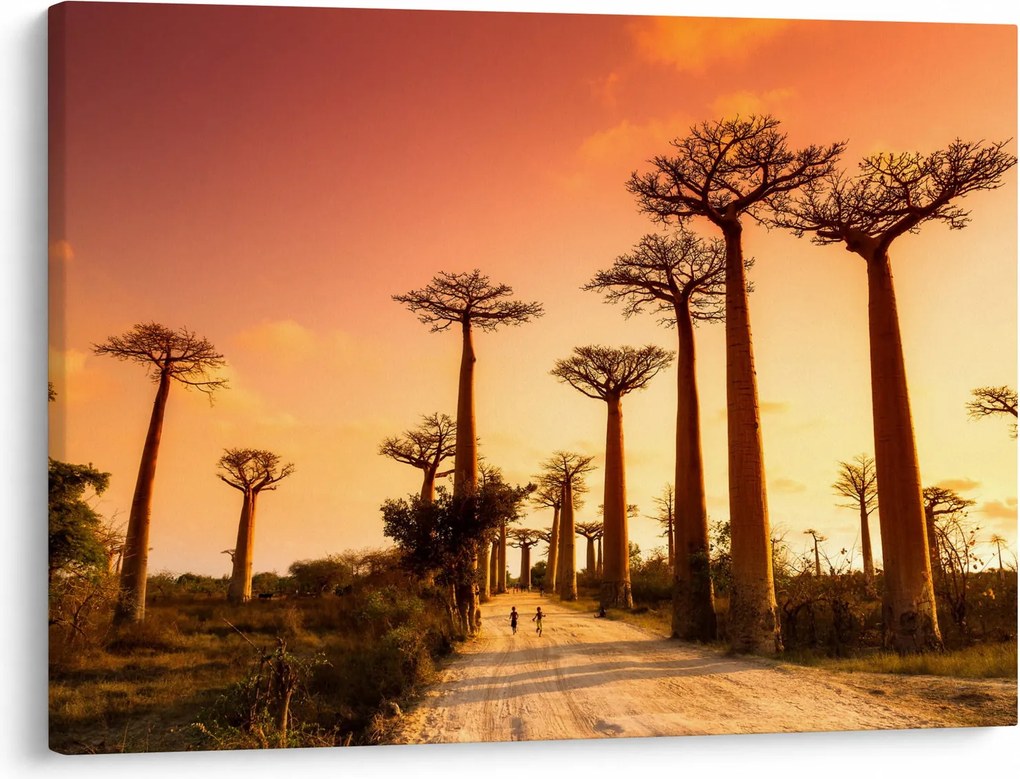 Obraz - Zachód słońca w Baobab Alley (70x50 cm)