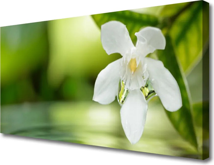 Zdjęcie na płótnie Duet Kwiatu i Zieleni