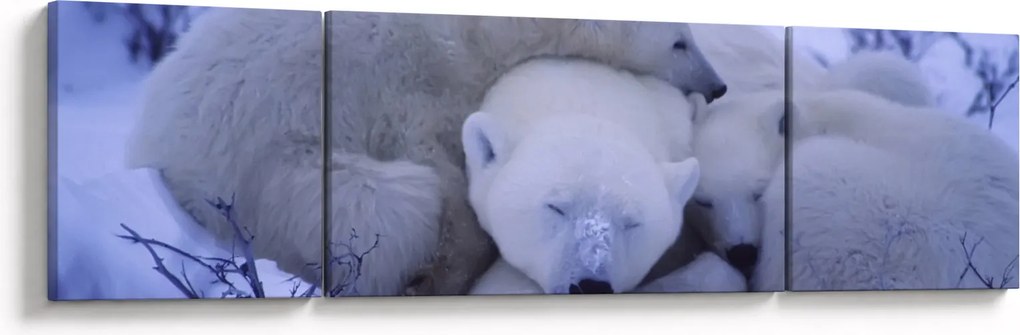 Obraz - Niedźwiadki polarne (170x50 cm)