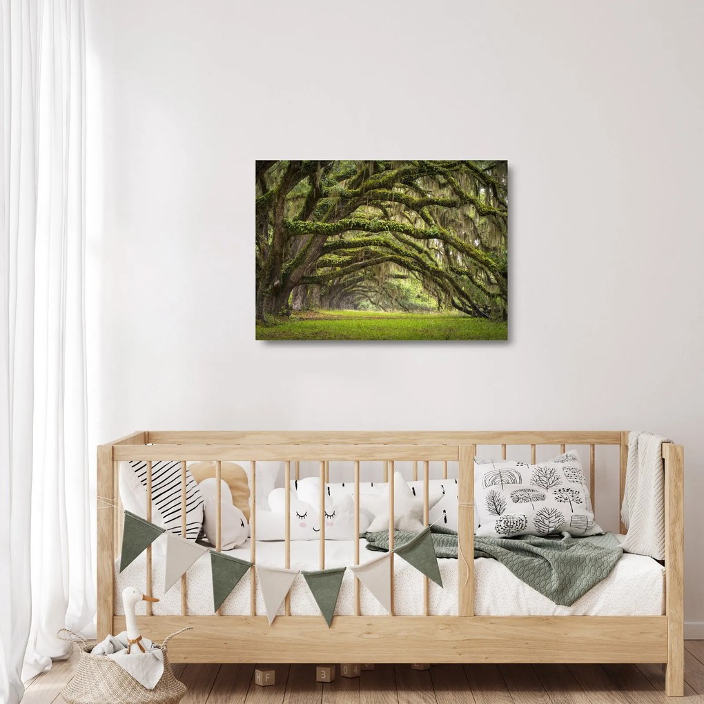 Obraz na szkle - Oaks Avenue, Charleston, Karolina Południowa, USA (70x50 cm)