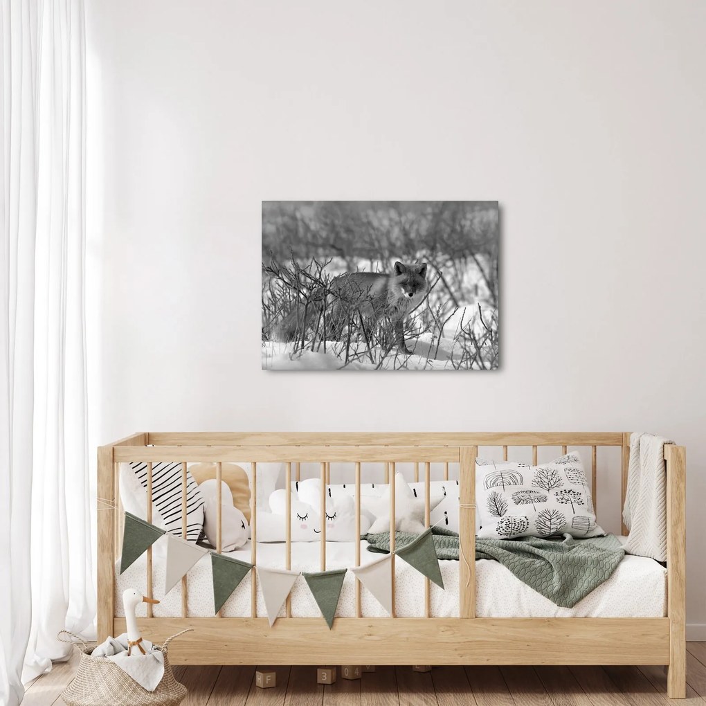 Obraz - Lis w zimie (70x50 cm)
