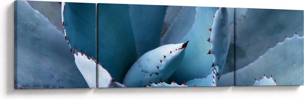 Obraz - Agawa (170x50 cm)