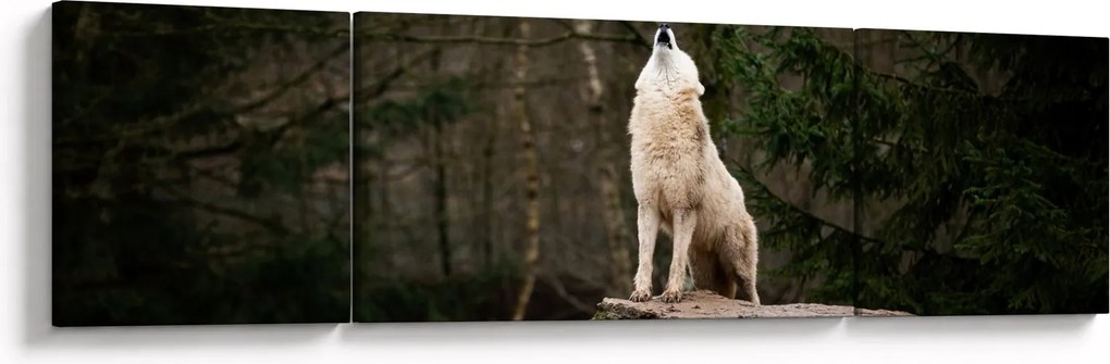 Obraz - Wycie wilka (170x50 cm)