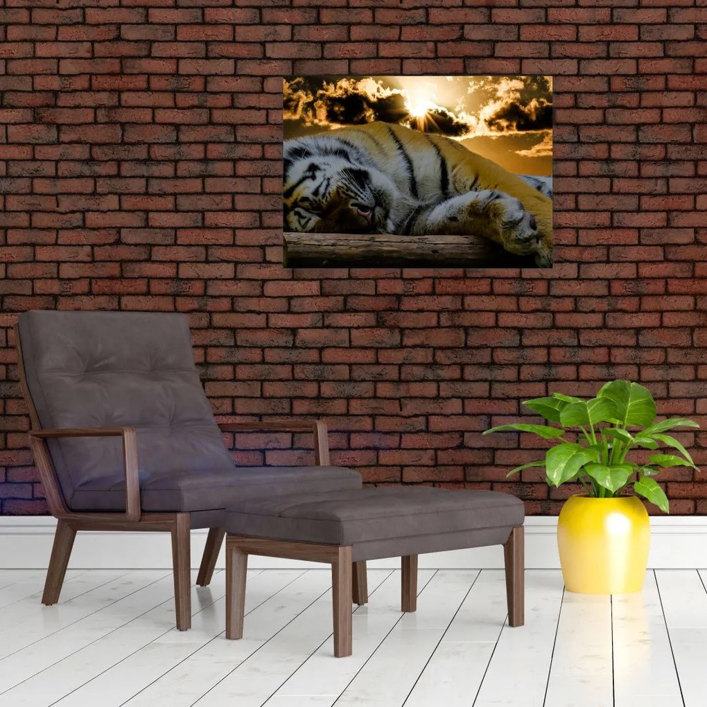 Obraz na szkle - śpiący tygrys (70x50 cm)